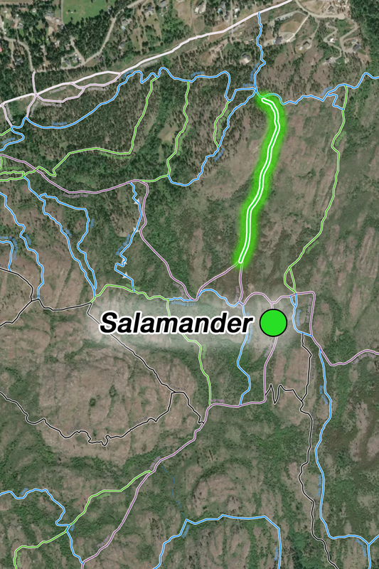 Salamander