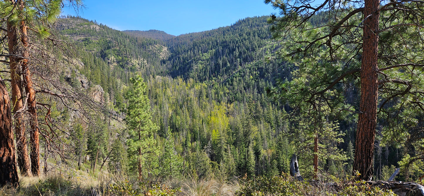 Bellevue Lookout