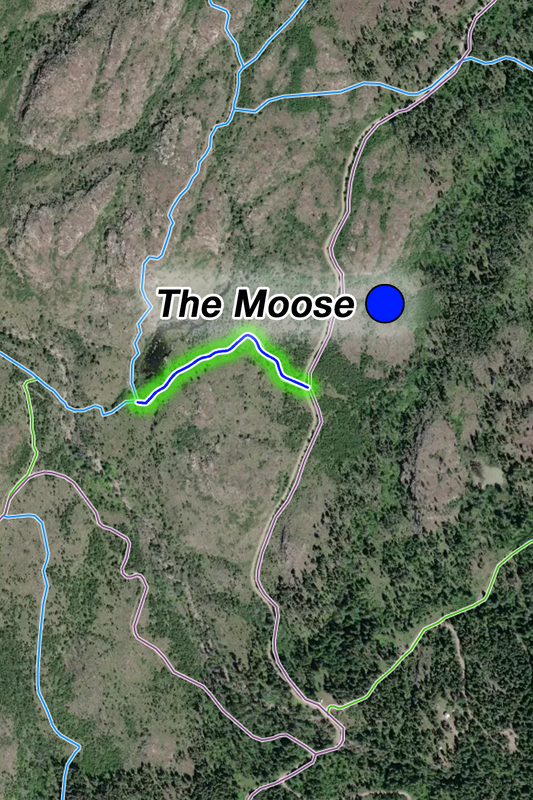 Moose