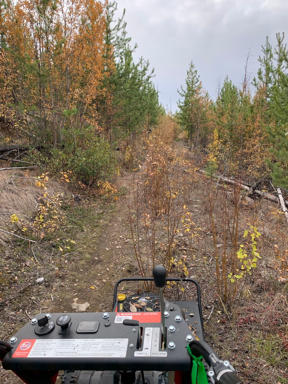 Fireweed